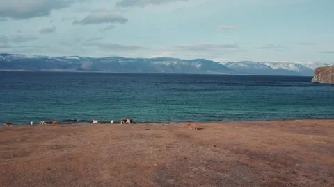 A herd of cows go to drink on the shore of Lake Baikal. Olkhon Island Stock Footage 321908052