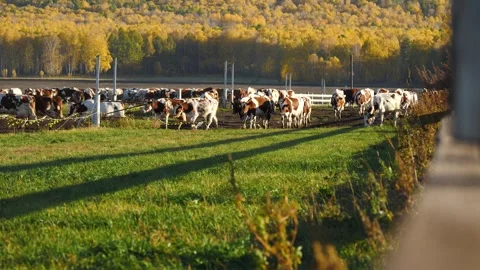 Herd of cows go to farm from a mountain meadow on a sunny autumn day Stock Footage 267843923