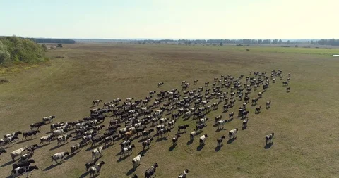 A herd of cows goes walks in field near Ternopil, Ukraine, 4k Stock Footage 117779440