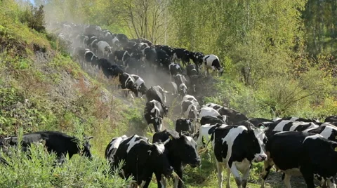 A herd of cows goes to the watering hole Stock Footage 67550375