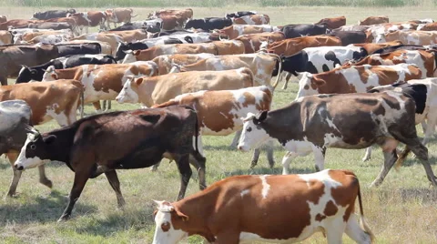 Herd of cows going to pasture Stock Footage 40335974