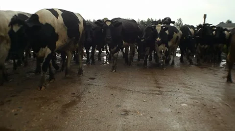 Herd of cows going to pasture on the road 動画素材 8570376