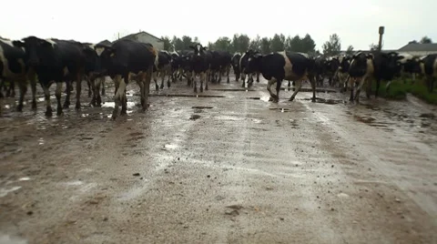 Herd of cows going to pasture on the road Stock Footage 8570746