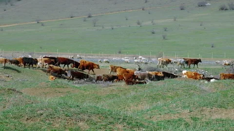 Herd of cows going through poor green meadow. Environmental and livestock Stock Footage 256988100