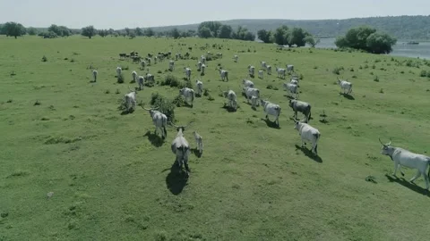Herd of cows on the grass field close to river Danube Stock Footage 170270381