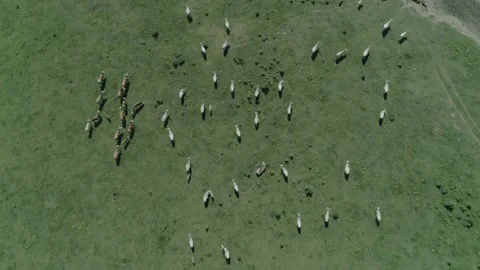 Herd of cows on the grass field close to river Danube Stock Footage 170270395