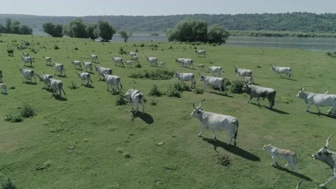 Herd of cows on the grass field close to river Danube Stock Footage 170270407