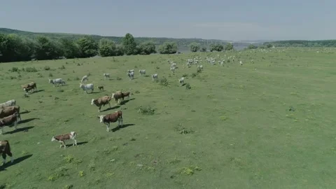 Herd of cows on the grass field close to river Danube Stock Footage 170270411