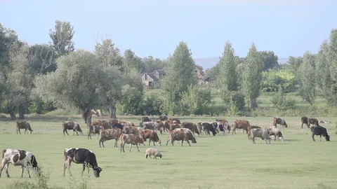 Herd of cows in grass field Vídeo Stock 129163699