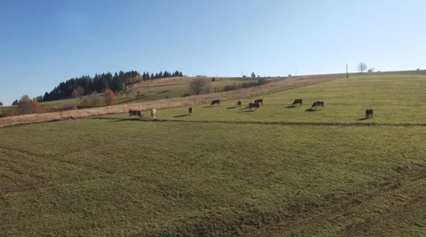 Herd of cows on the grassy field Stock Footage 68383301