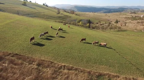 Herd of cows on the grassy field Stock Footage 68383330