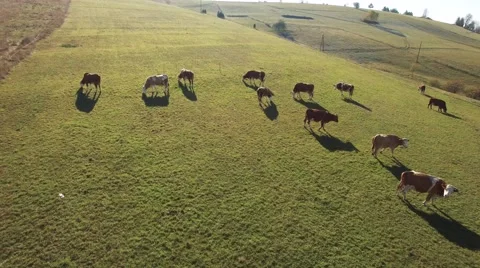 Herd of cows on the grassy field Stock Footage 68383381