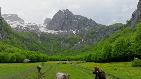 Herd of cows graze on alpine green meadow Stock Footage 250001302