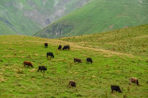 Herd of cows graze on an ecologically clean meadow surrounded by mountains Stock Photos