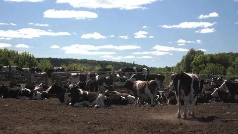 A herd of cows graze on a farm Stock Footage 269157328