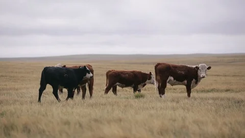 A herd of cows graze in a field in Alberta 動画素材 91046603