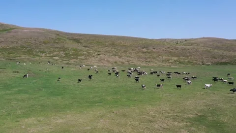 Herd of cows graze in the field Vídeo Stock 146090752