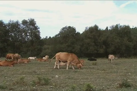 Herd of cows graze Stock Footage 110931