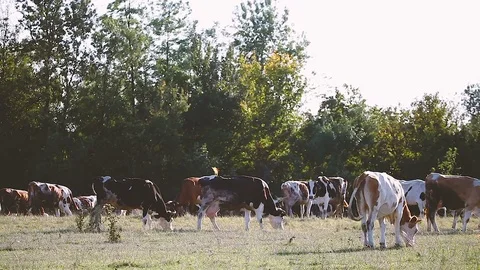 The herd of cows graze 库存影片 79500954