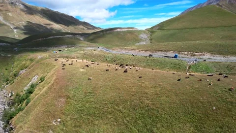 A herd of cows graze in a meadow in the mountains. Cows on a sunny day. Stock Footage 235913734
