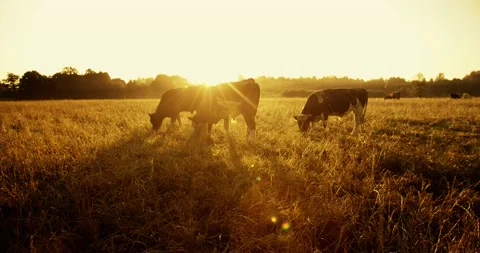 A herd of cows graze in the meadow in the sunlight. Cows at dawn in the pasture Stock-Footage 167269381