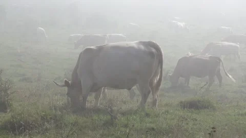 A herd of cows graze on a mountain meadow in the morning mist Stock Footage 252146091