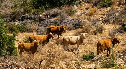 A herd of cows graze on stony hills Stock Photos