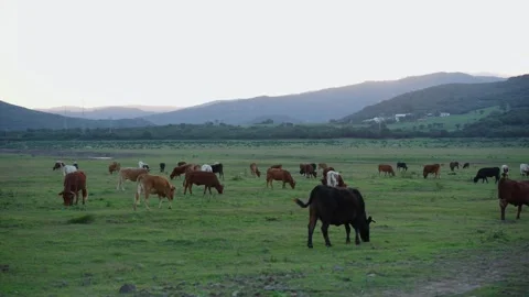 A herd of cows graze in the sunrise. Cows at dawn in the pasture. Domesticated Stock Footage 257607972