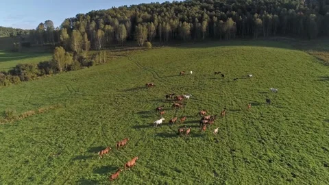 Herd of cows Is Grazed on Green Hillside. Stock Footage 155185109