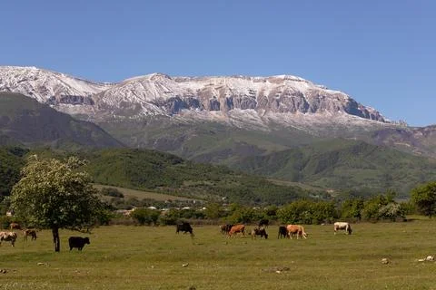 A herd of cows grazes at the foot of Mount Shahdag. Qusar district. Azerbaija Stock Photos