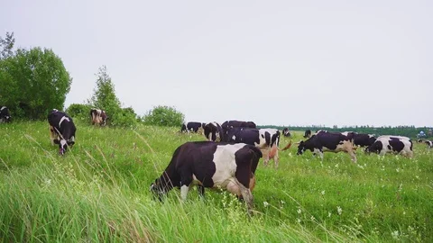 Herd of cows grazes in fresh grass on wide pasture in summer Stock Footage 127754462