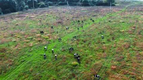 Herd of cows grazes in the meadow Video stock 161768727