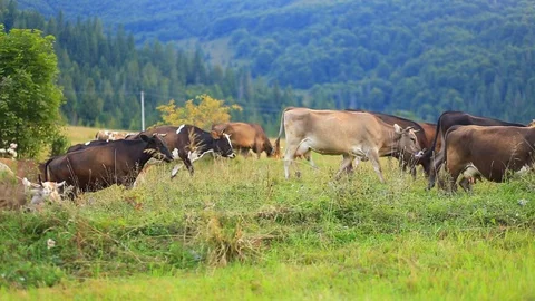 Herd of cows grazes on mountain meadow with forest on background on cloudy day Stock Footage 128490377