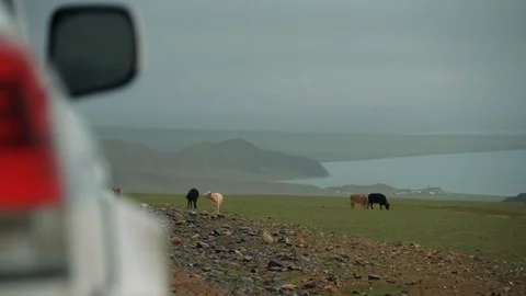 A herd of cows grazes in a mountainous area on the lake in Mongolia Stock Footage 116797630