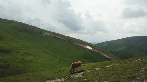 A herd of cows grazes in the mountains Video stock 147946847