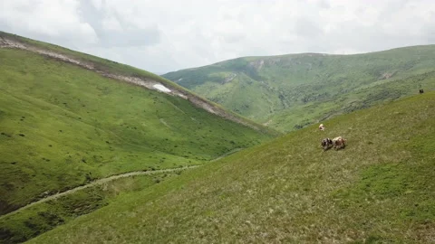 A herd of cows grazes in the mountains Stock Footage 147947017