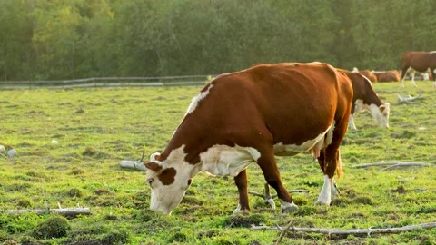 A herd of cows grazes in the pasture. Stock Footage 159072898