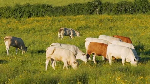 A herd of cows grazes peacefully in a lush green pasture dotted with yellow Stock Footage 346666193