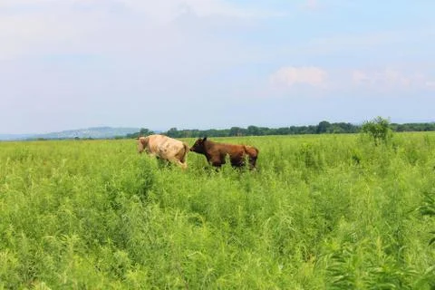 A herd of cows grazes Stock Photos