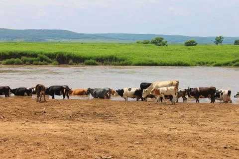 A herd of cows grazes Stock Photos