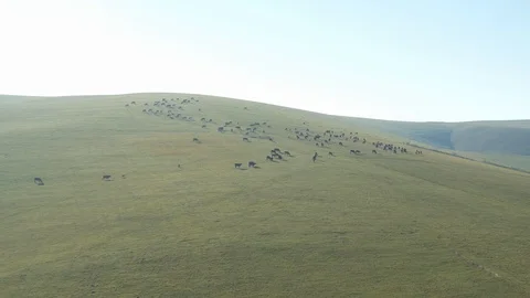 A herd of cows grazes on the slopes of the mountains, a beautiful video from a Stock Footage 117732545