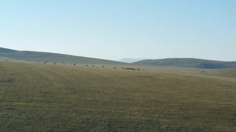A herd of cows grazes on the slopes of the mountains, a beautiful video from a Stock Footage 117732807