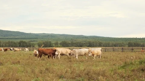 A herd of cows grazes in the summer on a green meadow in the highlands Stock Footage 115290201