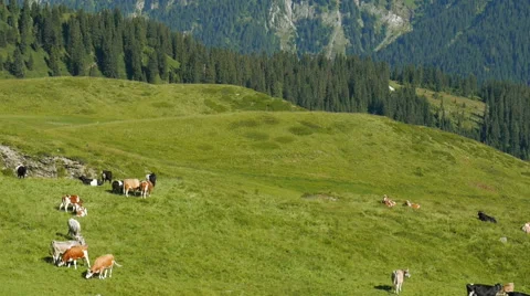 Herd of cows grazing on an Alpine meadow 動画素材 62074758