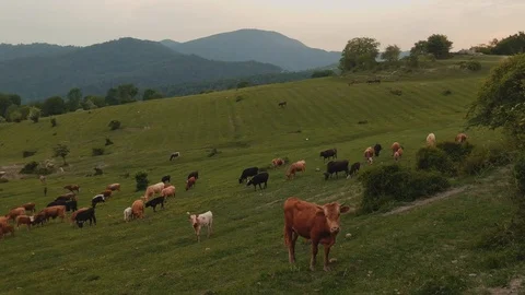 A herd of cows grazing on an Alpine meadow in the mountains. Stock Footage 111729404