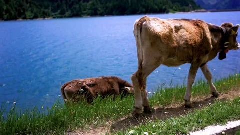 Herd of Cows grazing on alpine meadow Vídeos de archivo 115119683