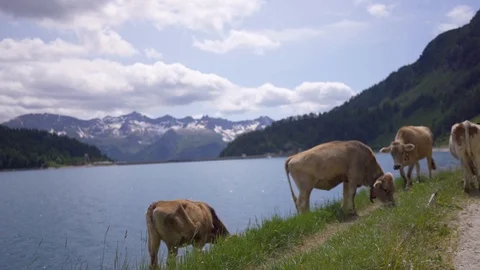 Herd of cows grazing on Alpine meadow Stockbeeldmateriaal 115119704