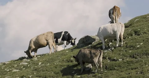 Herd of cows grazing on Alpine pastures in the Italian Alps Stockbeeldmateriaal 319199700