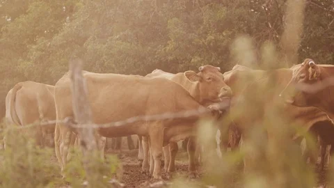 Herd of cows grazing. Big cattle eat green grass. Ecologically clean milk Video stock 119031601