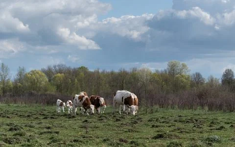 Herd of cows grazing in bumpy pasture against forest on cloudy day. Stock Photos